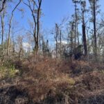 Property photo for land for sale in Hamilton County Florida