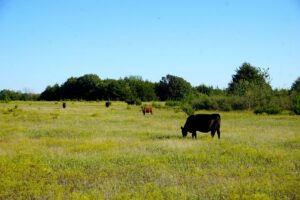 Property photo for land for sale in Lincoln County Oklahoma