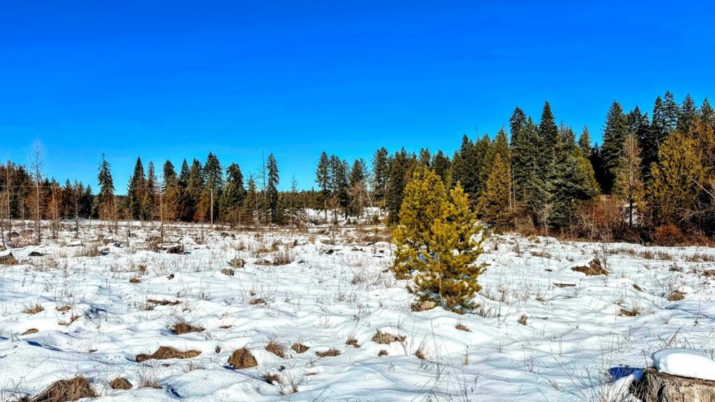 Property photo for land for sale in Clearwater County Idaho