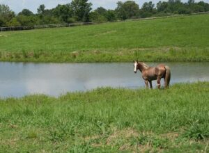 Property photo for land for sale in Pike County Mississippi