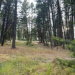 Property photo for land for sale in Sanders County Montana