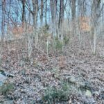 Property photo for land for sale in Claiborne County Tennessee