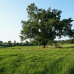 Property photo for land for sale in Pike County Mississippi