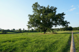 Property photo for land for sale in Pike County Mississippi