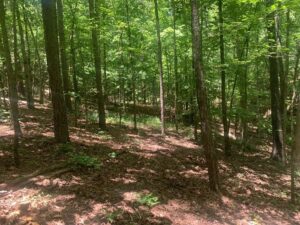 Property photo for land for sale in Marion County Arkansas