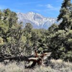 Property photo for land for sale in Mineral County Nevada