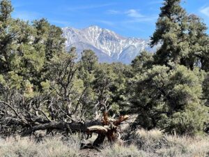 Property photo for land for sale in Mineral County Nevada