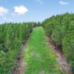 Property photo for land for sale in Amite County Mississippi