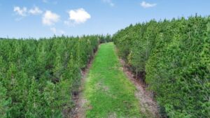 Property photo for land for sale in Amite County Mississippi