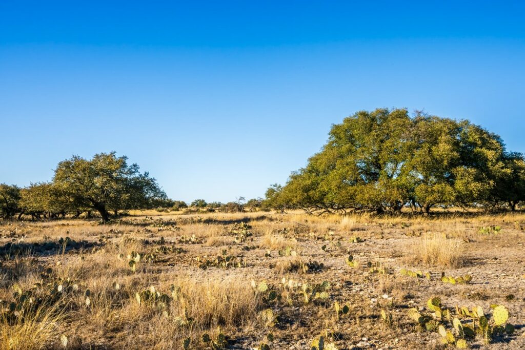 Property photo for land for sale in Real County Texas