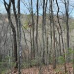 Property photo for land for sale in Sevier County Tennessee