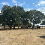 Property photo for land for sale in Coryell County Texas