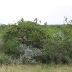 Property photo for land for sale in Live Oak County Texas