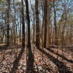 Property photo for land for sale in Perquimans County North Carolina