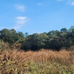 Property photo for land for sale in Shelby County Texas