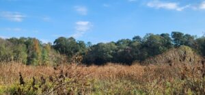 Property photo for land for sale in Shelby County Texas