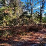 Property photo for land for sale in Dixie County Florida