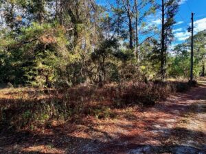 Property photo for land for sale in Dixie County Florida