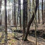 Property photo for land for sale in Floyd County Virginia