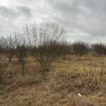 Property photo for land for sale in Bee County Texas