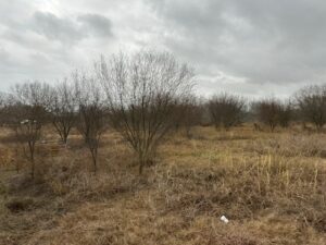 Property photo for land for sale in Bee County Texas