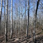 Property photo for land for sale in Perry County Tennessee