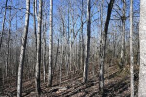 Property photo for land for sale in Perry County Tennessee