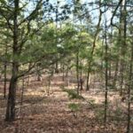 Property photo for land for sale in Le Flore County Oklahoma