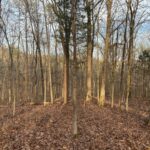 Property photo for land for sale in Hardin County Tennessee