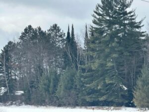 Property photo for land for sale in Montmorency County Michigan