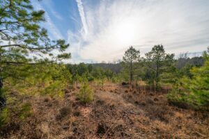 Property photo for land for sale in Harrison County Texas