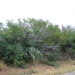 Property photo for land for sale in Live Oak County Texas