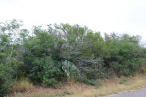 Property photo for land for sale in Live Oak County Texas