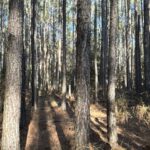 Property photo for land for sale in Dallas County Arkansas