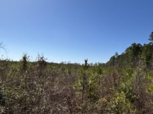 Property photo for land for sale in Dallas County Arkansas