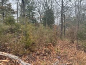 Property photo for land for sale in Taney County Missouri