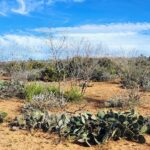 Property photo for land for sale in Coke County Texas