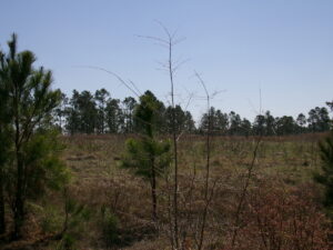 Property photo for land for sale in Emanuel County Georgia