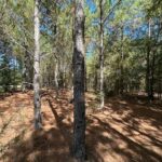 Property photo for land for sale in Crenshaw County Alabama