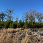 Property photo for land for sale in Allendale County South Carolina