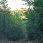 Property photo for land for sale in Van Zandt County Texas