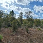 Property photo for land for sale in Levy County Florida