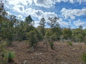 Property photo for land for sale in Levy County Florida