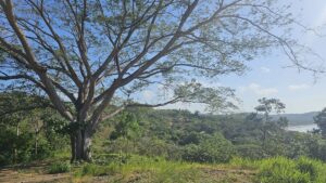 Property photo for land for sale in  County Panama