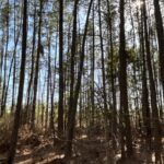Property photo for land for sale in Dallas County Arkansas