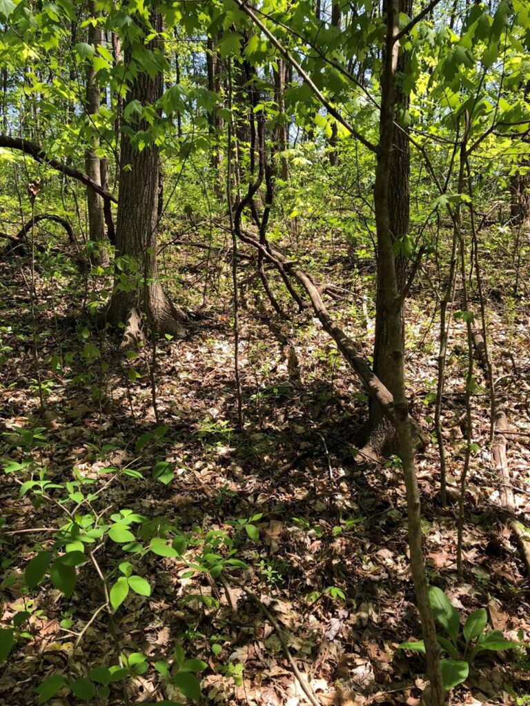 Property photo for land for sale in Barren County Kentucky