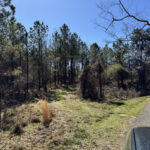 Property photo for land for sale in Claiborne County Mississippi