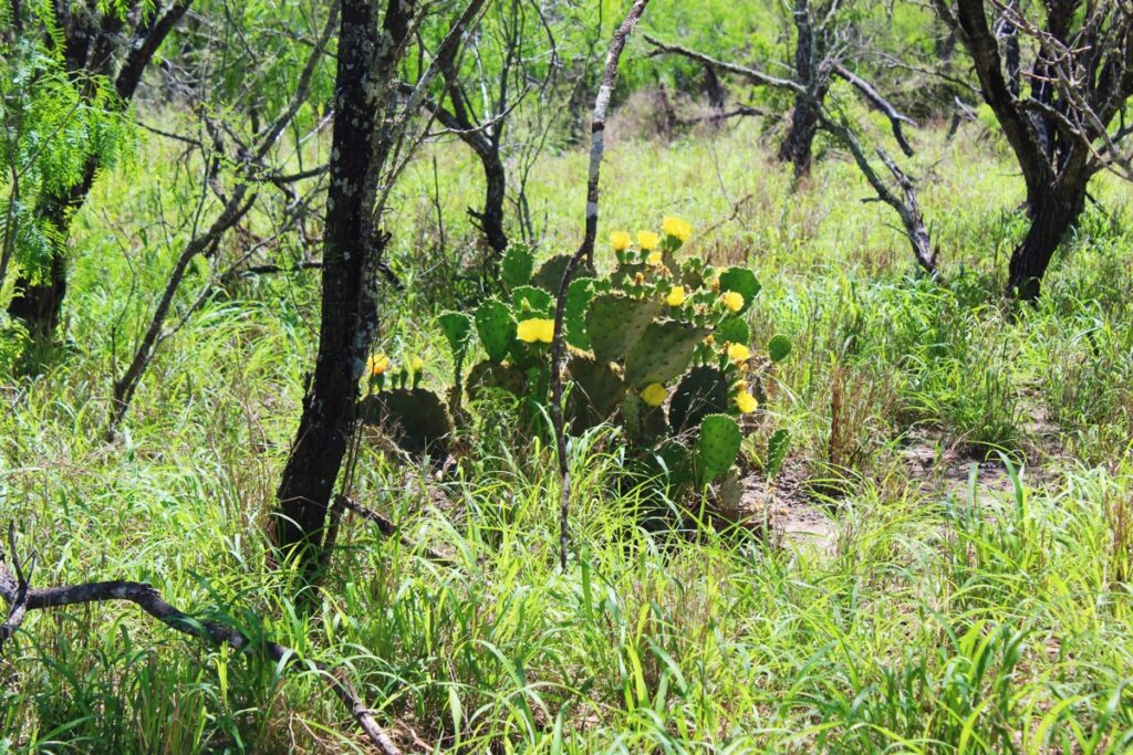 Property photo for land for sale in Kleberg County Texas