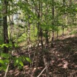 Property photo for land for sale in Barren County Kentucky