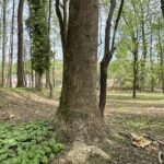 Property photo for land for sale in Beaufort County North Carolina